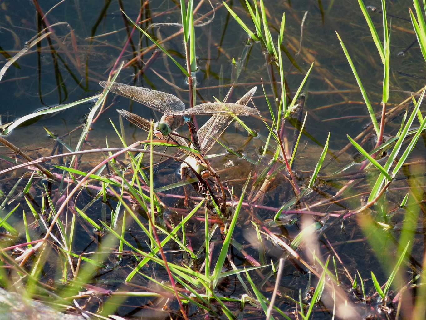 Anax imperator: deposizione in tandem... oops, A. parthenope